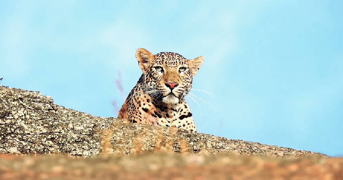 Leopard Conservation Authority in state soon!